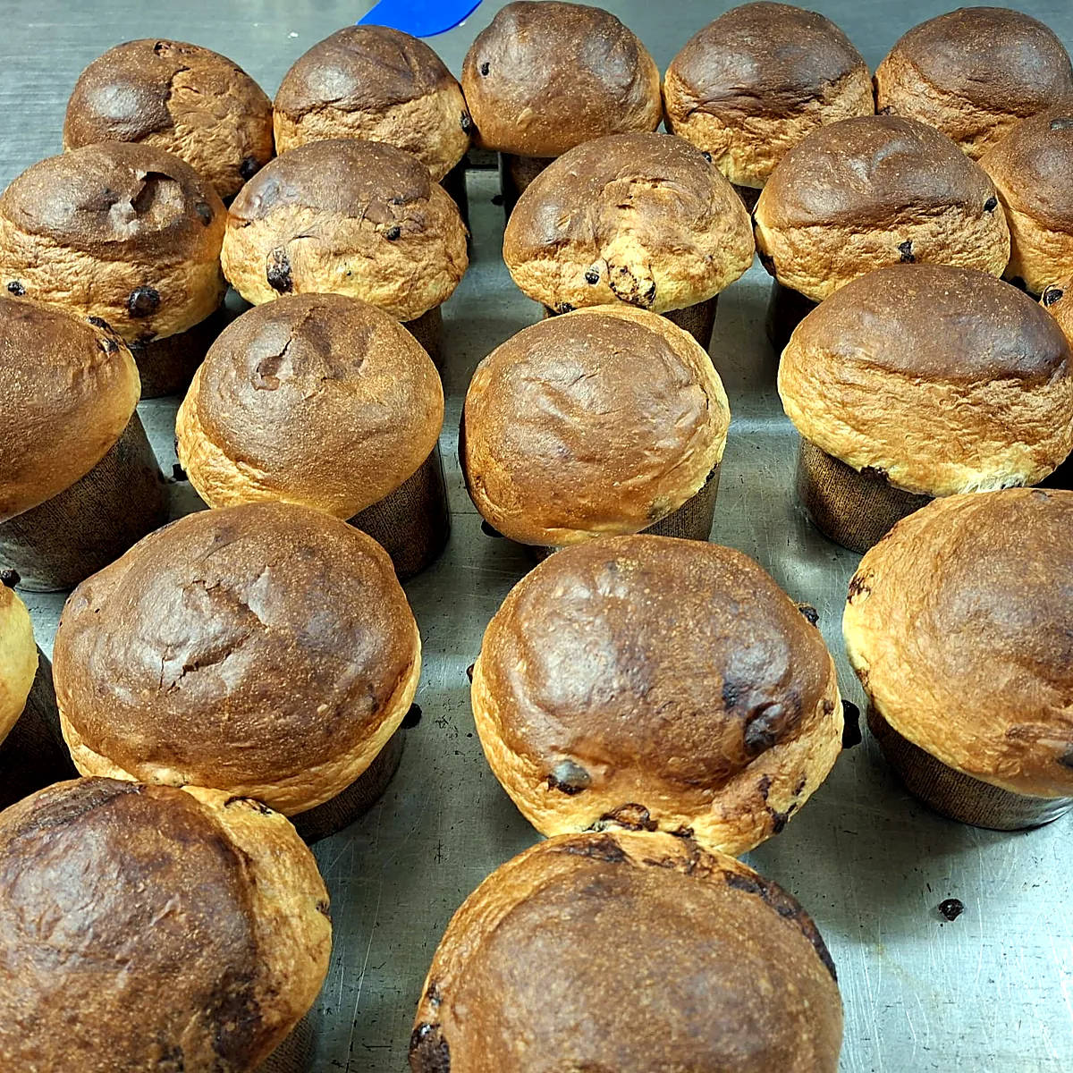 Panettone frisch aus dem Ofen, ohne Glasur